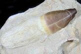 Rooted Mosasaur Tooth In Matrix #31448-1